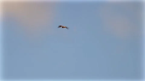 Buzzard in the sky Stock Footage 167314875
