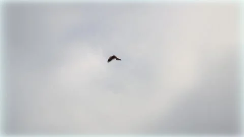 Buzzard in the sky Stock Footage 167314877