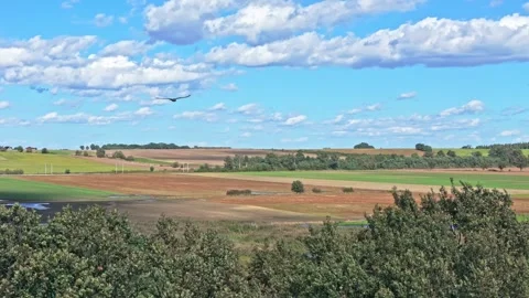 A buzzard soaring above treetops, filmed in slow motion by a drone. The cam.. Stock Footage 287987485