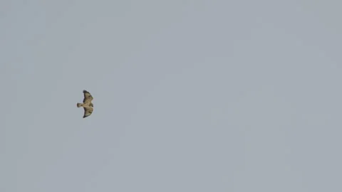 A buzzard soaring across an overcast sky. 4K 60fps. Stock Footage 334029276