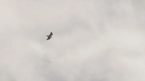 A buzzard soaring across an overcast sky. 4K 60fps. Stock Footage 334030423
