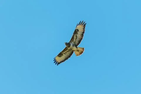 A Buzzard soaring in the sky Stock Photos