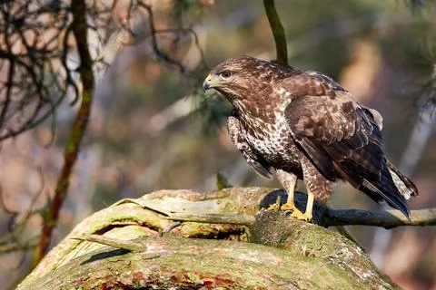 Buzzard standing on thick branch of pine tree Stock Photos