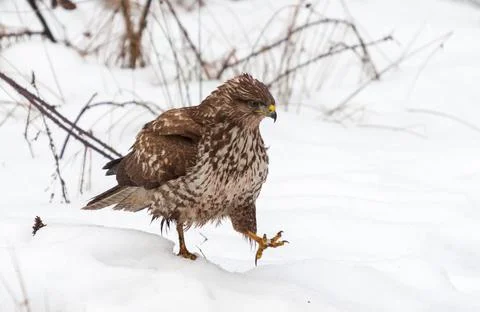 Buzzard strides through the high snow Stock Photos