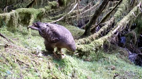 Buzzard stripping and eating a piece of food. Isle of Skye Stock Footage 273585563
