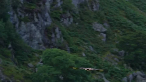 A Buzzard takes flight from an old ruin, in the Scottish Highlands. Filmed Stock Footage 152179489