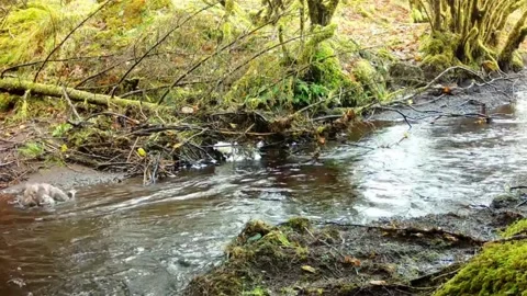 Buzzard taking a bath in the river. Isle of Skye Stock Footage 238367360