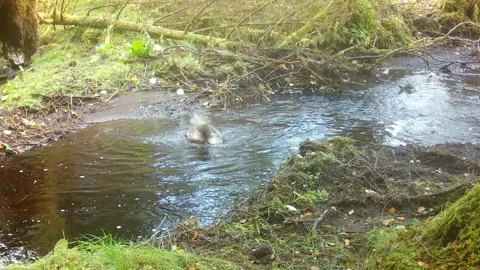 Buzzard taking a bath in the Scottish Burn Stock-Footage 273333893