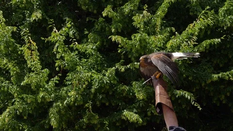 Buzzard taking off from birds handler arm, green leaves in BG. Slow motion Stock Footage 113076834