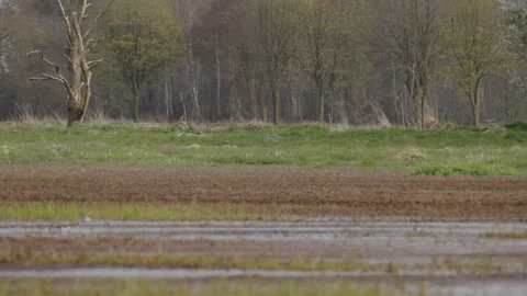 Buzzard taking off from field edge and flying to dead tree. 4K 60fps. Stock Footage 334134633