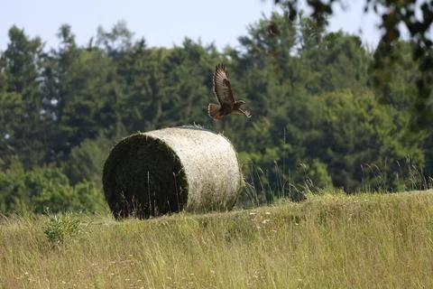 Buzzard taking flight over hay bale in a summer meadow with forest in background Stock Photos