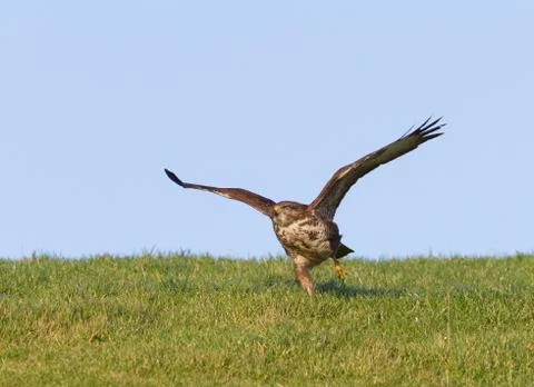 Buzzard taking off Stock Photos