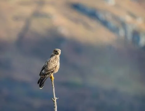 A Buzzard, on top of a small tree with a diffused background Stock-Fotos