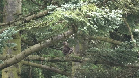 BUZZARD ON TREE 100 IPS HD Stock Footage 90470316