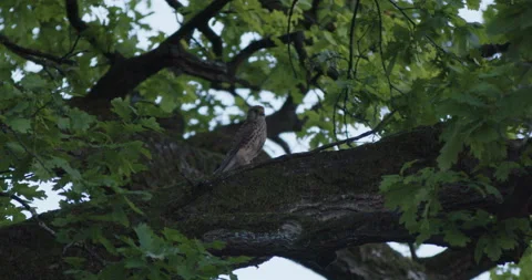 Buzzard in a Tree Stock Footage 169066190