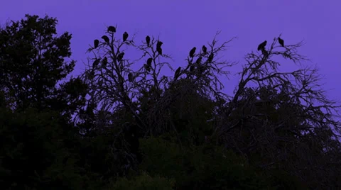 Buzzard Tree I 스톡 동영상 30364488