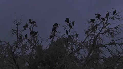 Buzzard Tree II Stock Footage 30364482