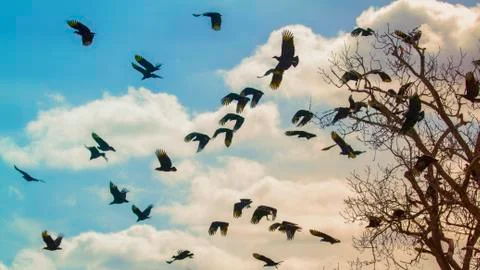 Buzzard Tree Stock Photos
