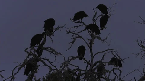 Buzzard Tree V Stock Footage 30364469