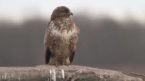 Buzzard on trunk Stock-Footage 66428636