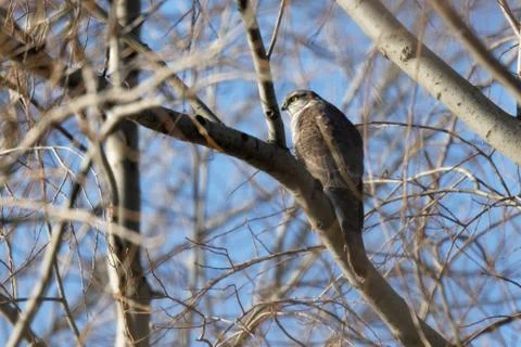 Buzzard Ukraine 2018 Stock Photos