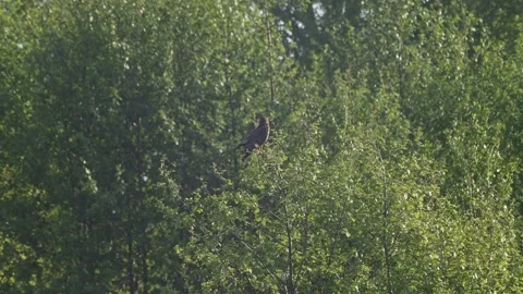 A buzzard waits motionless on a branch, eyes fixed on the meadow, light win.. Stock Footage 309514464