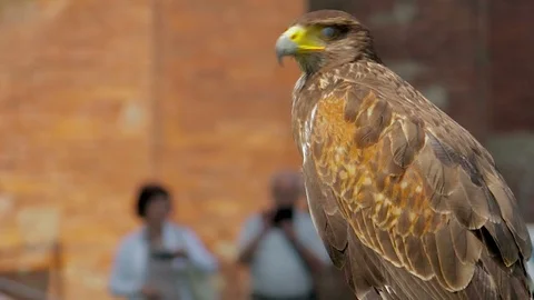 Buzzard Waits on the Perch Before Performing with the Falconer Vídeos de archivo 90845949