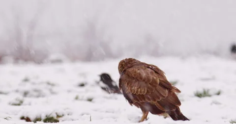 Buzzard walking away through snowdrift and magpies in background during snowfall Stock Footage 266155926