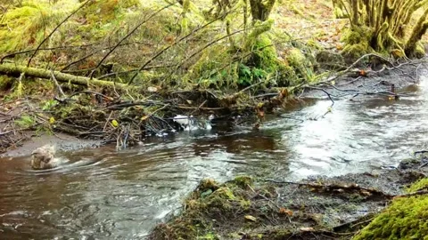 Buzzard walks into the burn and starts to bathe. with sound Stock-Footage 238367386