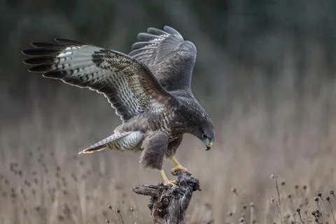 Buzzard wings spread on stump Stock Photos