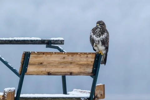 A buzzard in winter on its perch Stock Photos