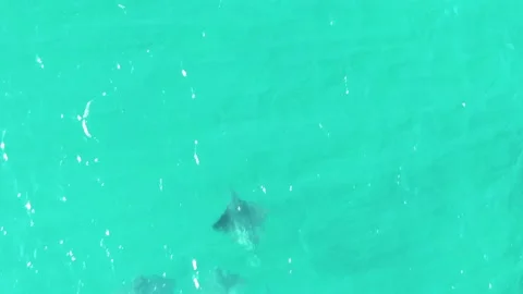 BUZZARDS BEACH EAST CAPE BCS MEXICO-2023: A Couple Of Dolphins Are Swimming In Stock Footage 237626513