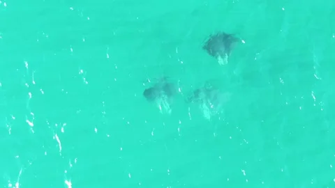 BUZZARDS BEACH EAST CAPE BCS MEXICO-2023: A Couple Of Dolphins Are Swimming In Stock Footage 237626541