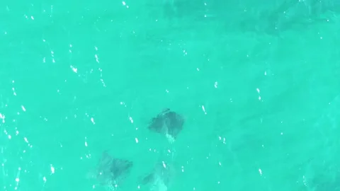 BUZZARDS BEACH EAST CAPE BCS MEXICO-2023: A Couple Of Dolphins Are Swimming In Stock Footage 237626553