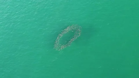 BUZZARDS BEACH EAST CAPE BCS MEXICO-2023: A Group Of Dolphins Swimming In The Stock Footage 237627185