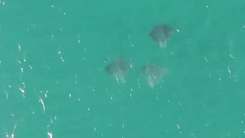 BUZZARDS BEACH EAST CAPE BCS MEXICO-2023: A Couple Of Dolphins Swimming In The Stock Footage 245842348