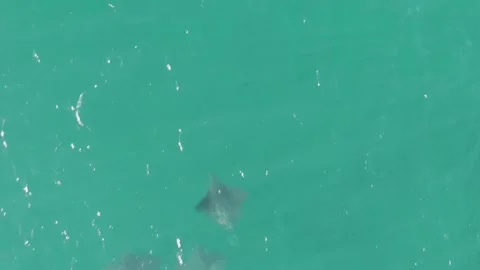 BUZZARDS BEACH EAST CAPE BCS MEXICO-2023: A Couple Of Dolphins Swimming In The Stock Footage 245842354
