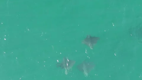 BUZZARDS BEACH EAST CAPE BCS MEXICO-2023: A Couple Of Dolphins Swimming In The Stock Footage 245842368