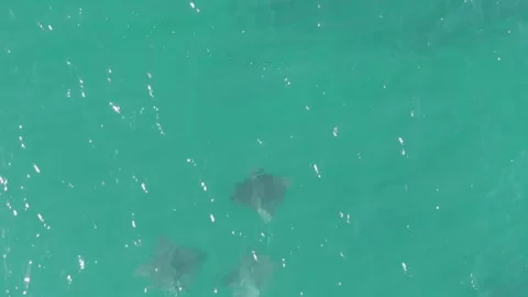 BUZZARDS BEACH EAST CAPE BCS MEXICO-2023: A Couple Of Dolphins Swimming In The Vídeo Stock 245842372