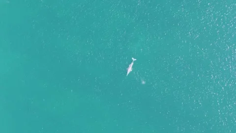 BUZZARDS BEACH EAST CAPE BCS MEXICO-2023: A Bird Flying Over A Body Of Water Stock Footage 245842512