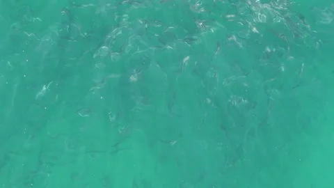 BUZZARDS BEACH EAST CAPE BCS MEXICO-2023: A Body Of Water Filled With Lots Of Stock Footage 245843335
