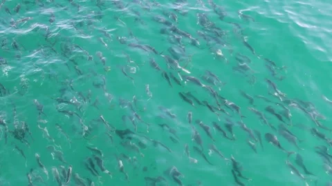 BUZZARDS BEACH EAST CAPE BCS MEXICO-2023: A Lot Of Fish That Are In The Water Stock Footage 245843646