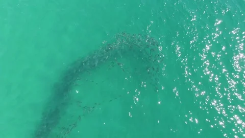 BUZZARDS BEACH EAST CAPE BCS MEXICO-2023: A Group Of Fish Swimming In The Ocean Stock Footage 245843676