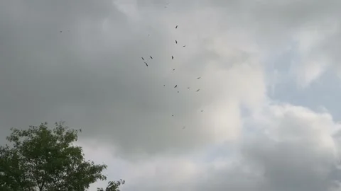 Buzzards circle in the cloudy sky marking the death of an animal Stock Footage 169259471