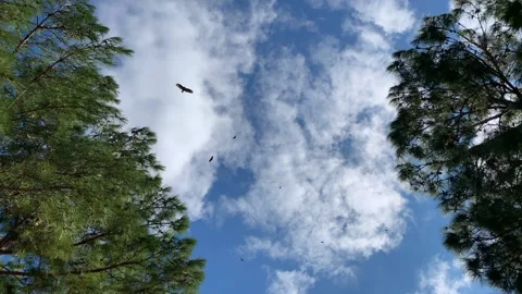 Buzzards circling overhead on windy sunny day with clouds and pine trees Stock Footage 146756169
