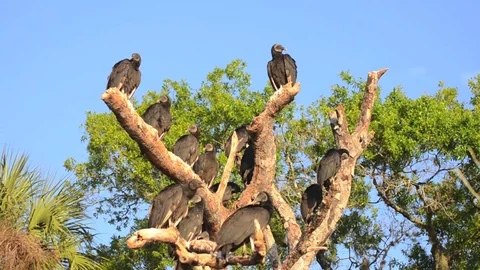 Buzzards in dead tree Stock Footage 80678844