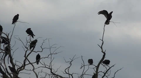 Buzzards in dead tree limbs watching dead animal HD 119 Stock Footage 41185981