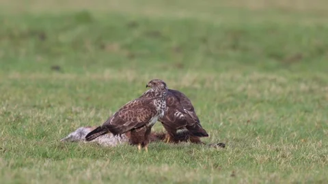 Buzzards eating fox carcass Stock Footage 306955783