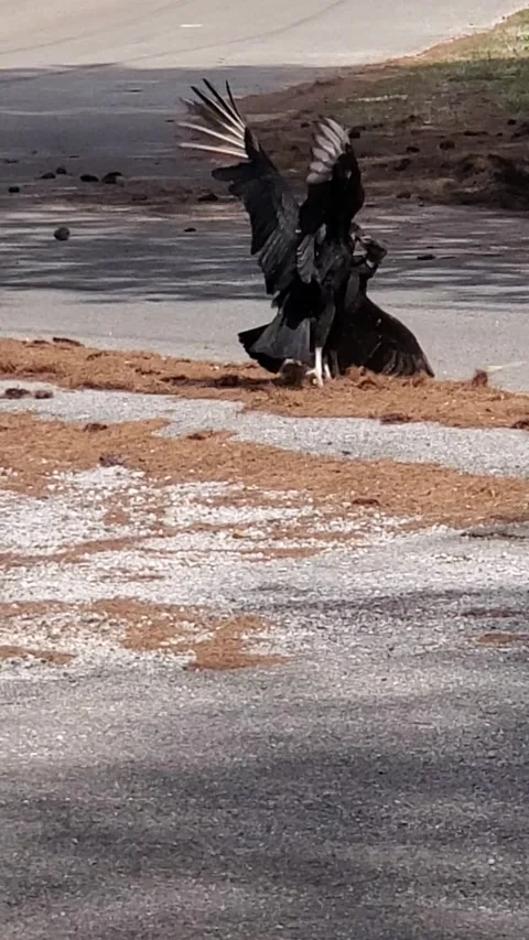 Buzzards fighting Stock Footage 172563521