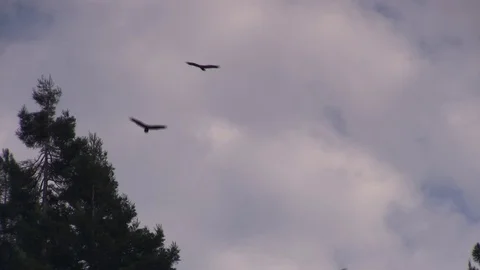 Buzzards finding the dead animal Video stock 80813046